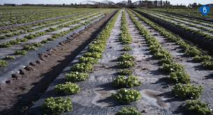 تصویر 4 از نایلون مالچ توت فرنگی با عبور نور مناسب و یکنواخت